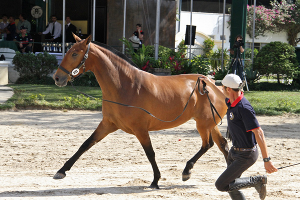 GRANDE CAMPEÃ 2010