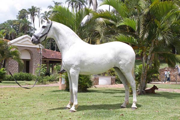 URANIA DA PITANGUEIRAS