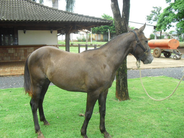 BODEE SOLANO