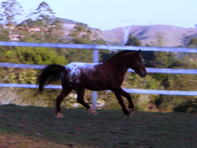 ASTERIKES DE GUAPIAÇU