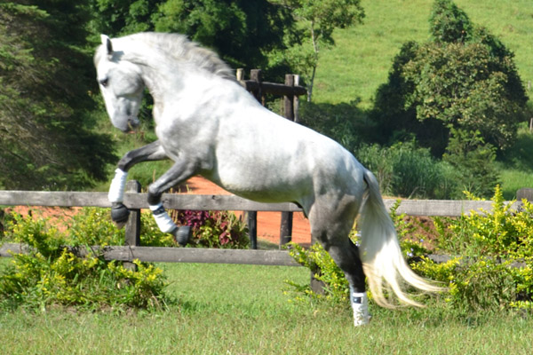 DOM DIEGO VHC