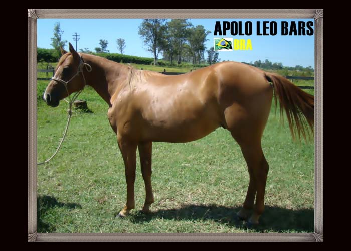 APOLO LEO BARS