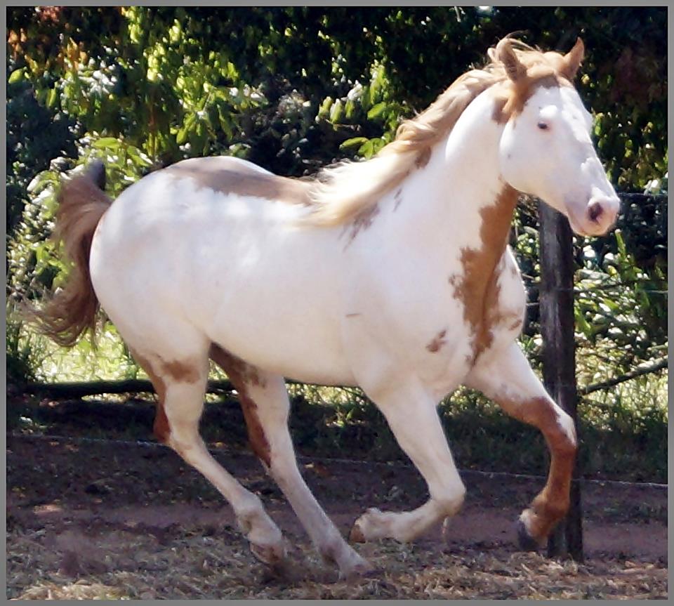 GOLD STAR CALICO LW