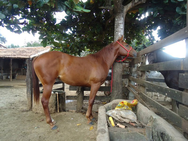 LENDA JET LEO
