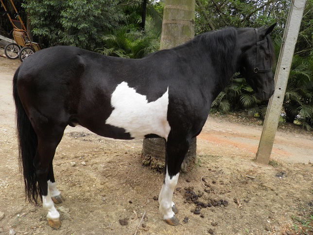 NEGRITO