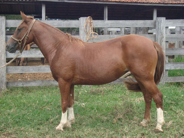 LM BRISA