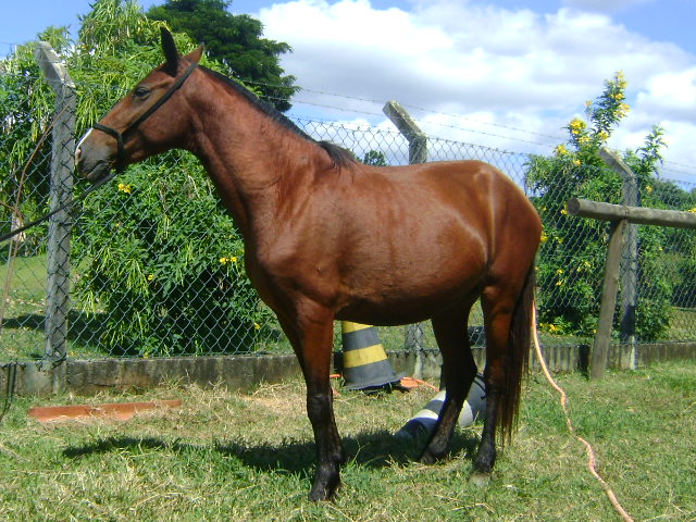 MEL DA JOMAR