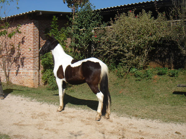 PRINCÍPE