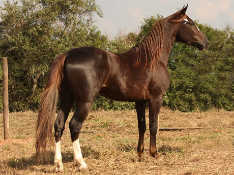 TRIANON TRÊS RIOS