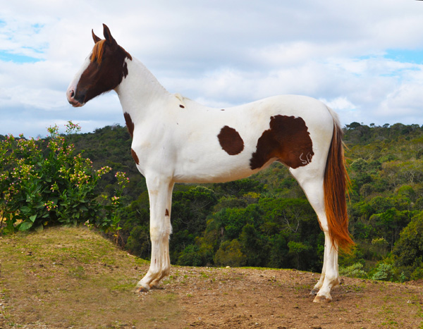 QUERÊNCIA DO EFI