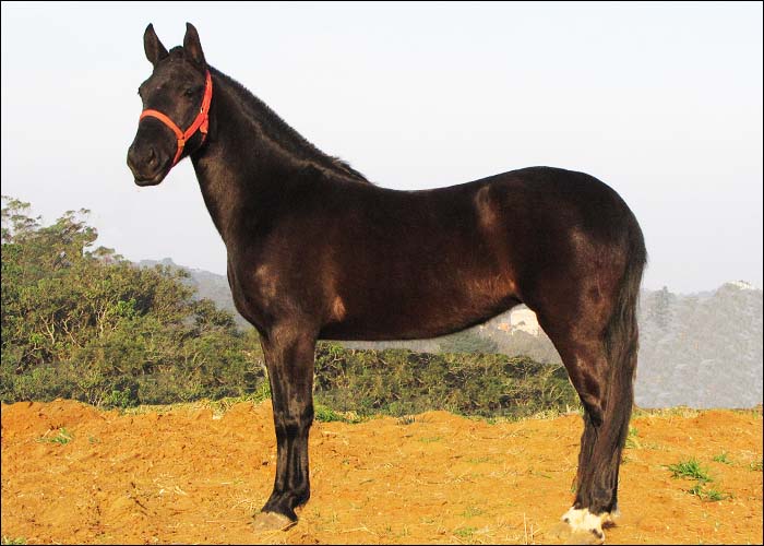 PÉROLA NEGRA