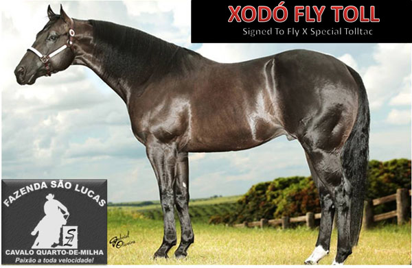 XODÓ FLY TOLL ZO