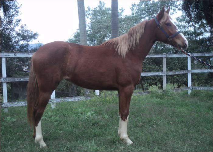 IANSÃ R2