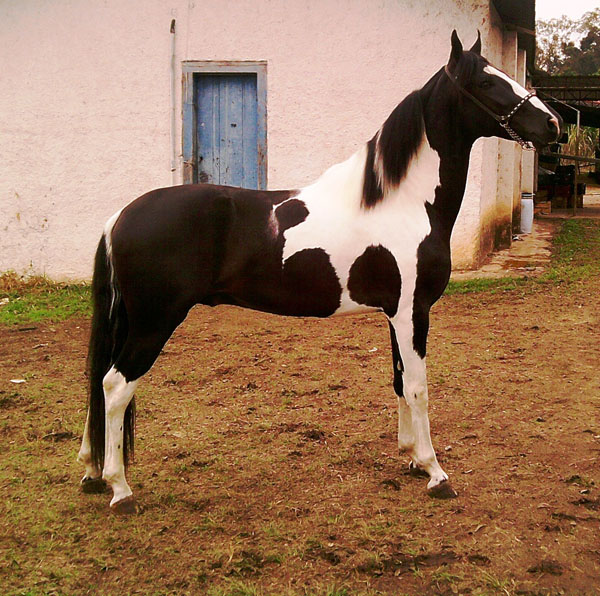 GULIVER DO BUDIPÁ