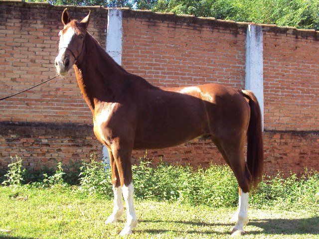 GAROTO