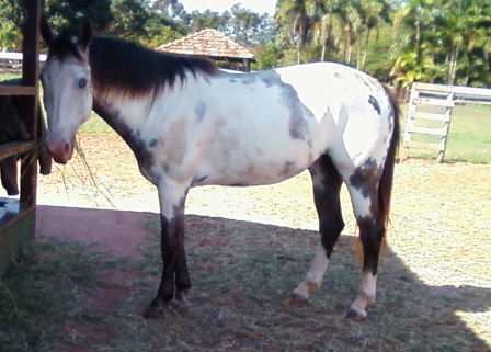 SAVANA IL