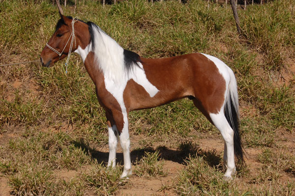 AMBAR DOS PINHEIROS