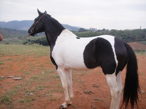 DOMINANTE