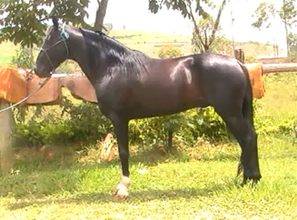 DUELO KORONUS