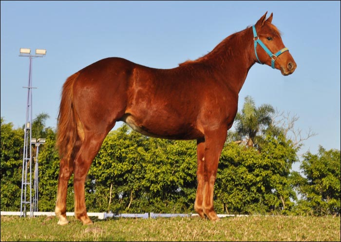 POINTER LEO