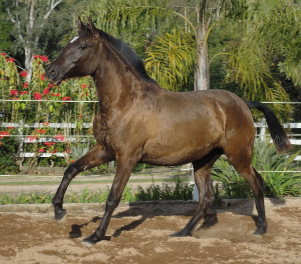 FAENA HCI