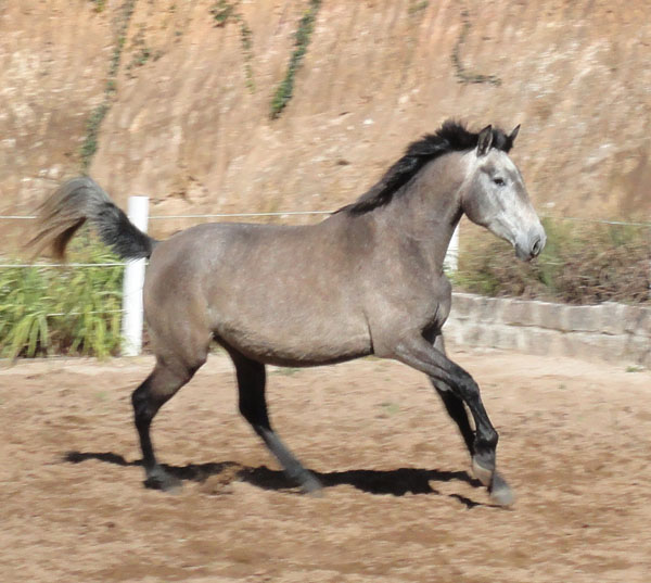 ELEGÂNCIA HCI
