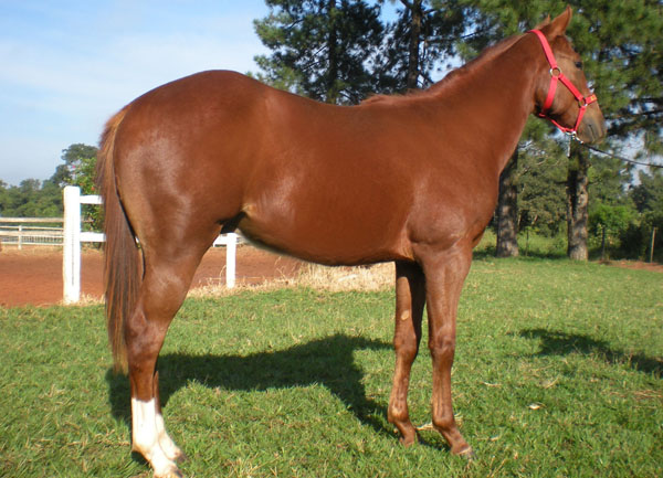 EF FIRE BROWN