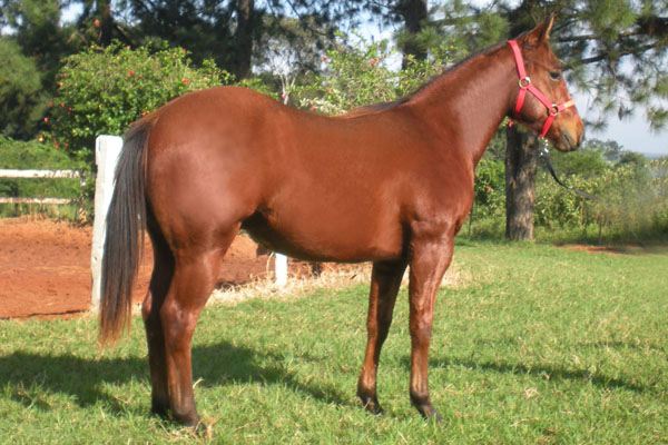 EF SPACE BROWN
