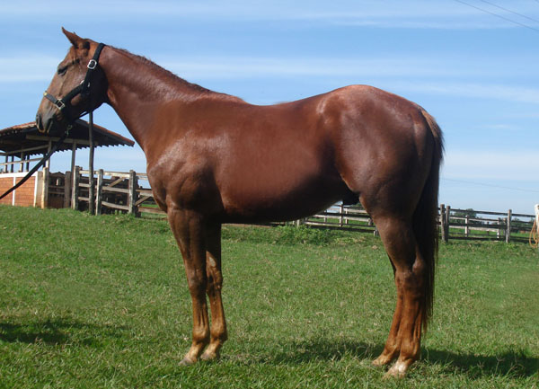 EF NANDO BROWN