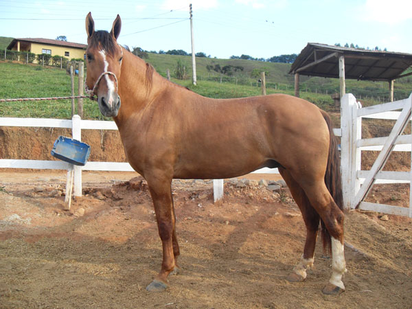 FANTÁSTICO DA SÃO LUIZ