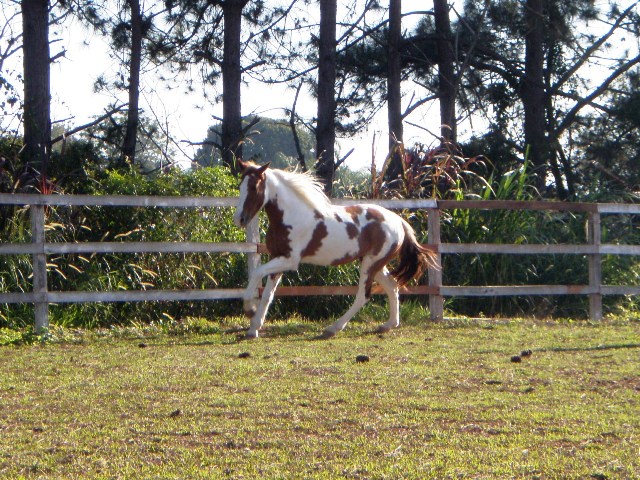 CHEROKEE VEGAS