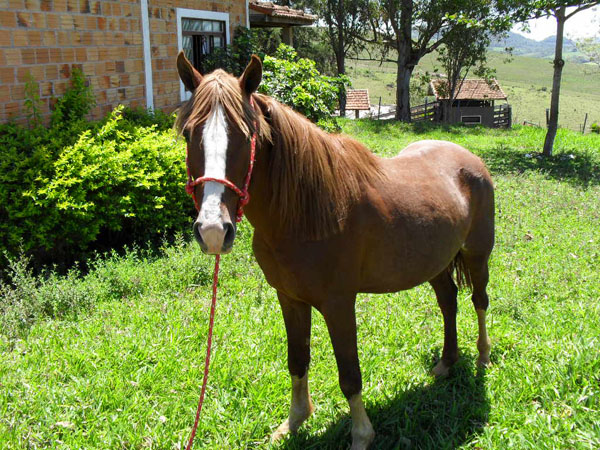 GAROTO DA SAN DIEGO