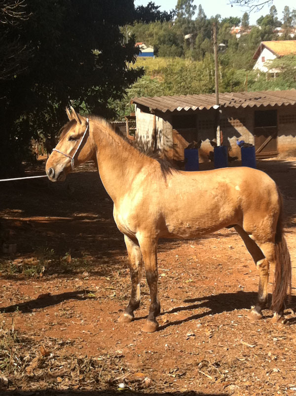 SEGREDO DO RJF