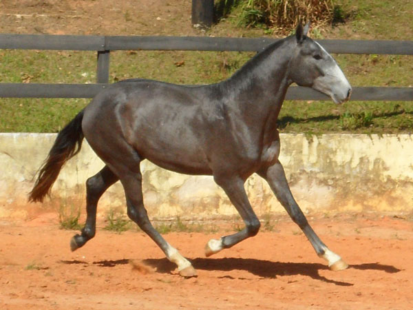 EURO VALENTE
