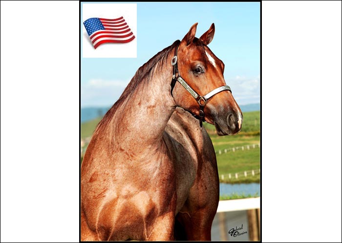 SAN PEPTO (AQHA)
