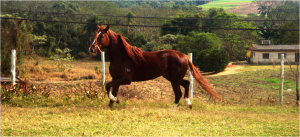 XEL-HÁ DO PEC
