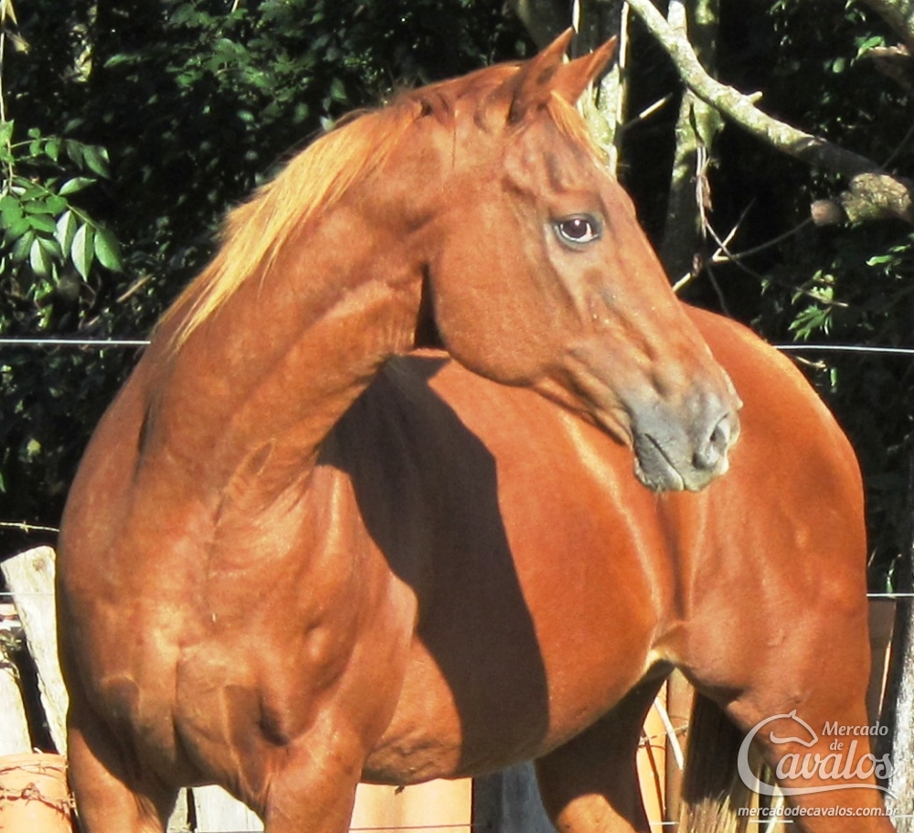 BEAUTIFUL TROUBLE FF