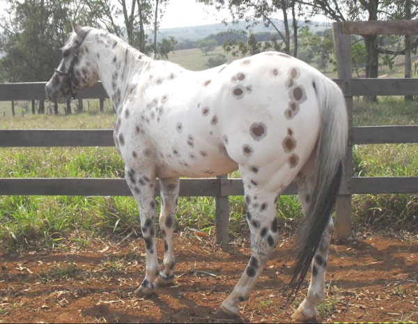 DUQUE DO MONTECRISTO