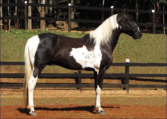 BANDOLEIRO DA LUA FORTE