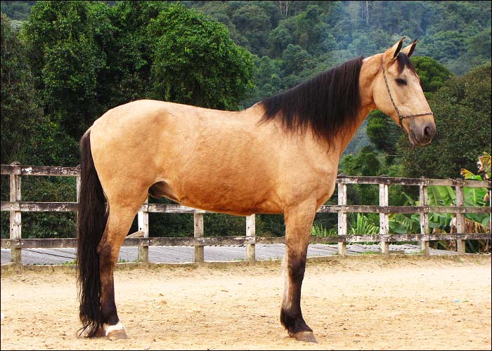 RAIO DA CONQUISTA