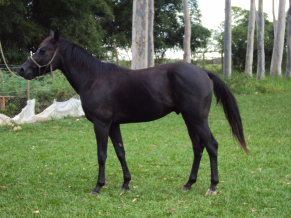 BLACK SKIPPY DANCER