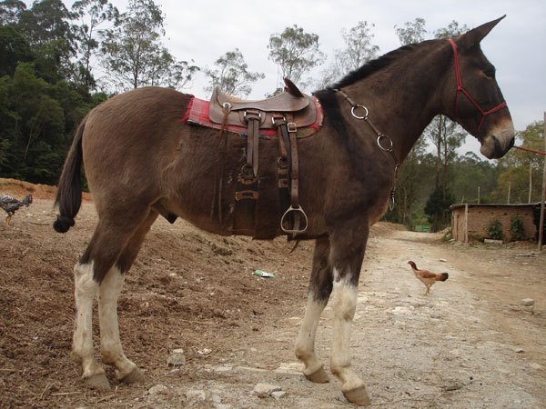 CAMPONEO ZANTUN