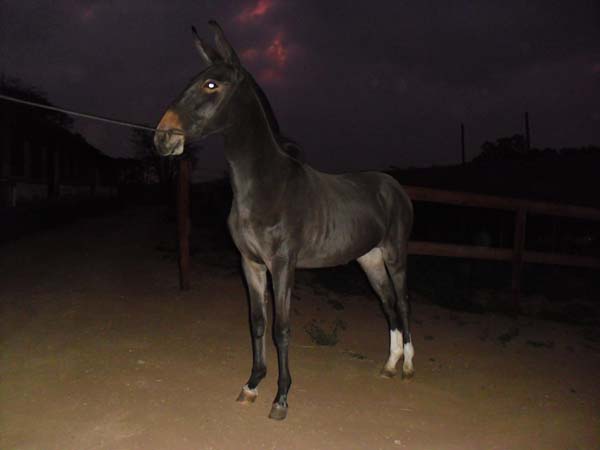 GAROA RF