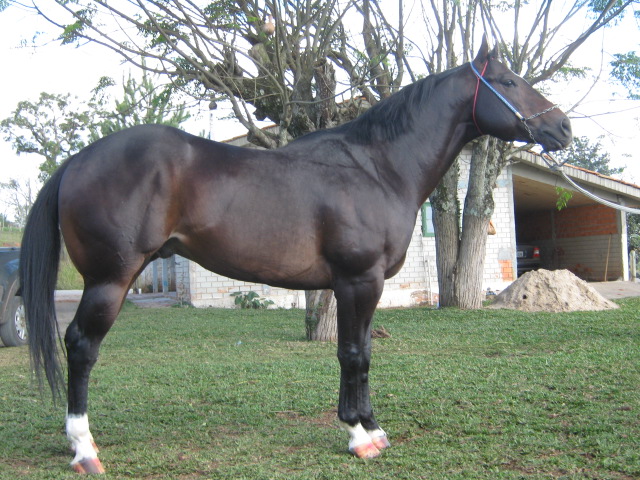STREAKIN DASH SHOW