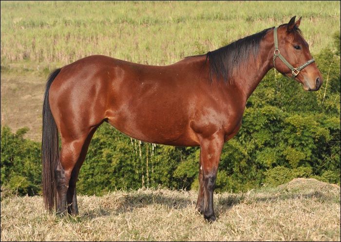 ZAMORA SLM OROITE