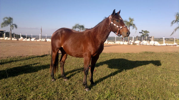LÍDER CHANCE WMS