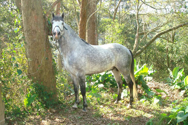 XERIFE DO CAMBUÍ