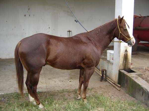 YANKEE MQ