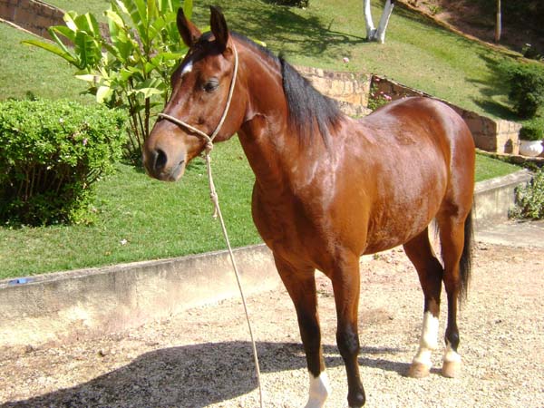 TROFÉU