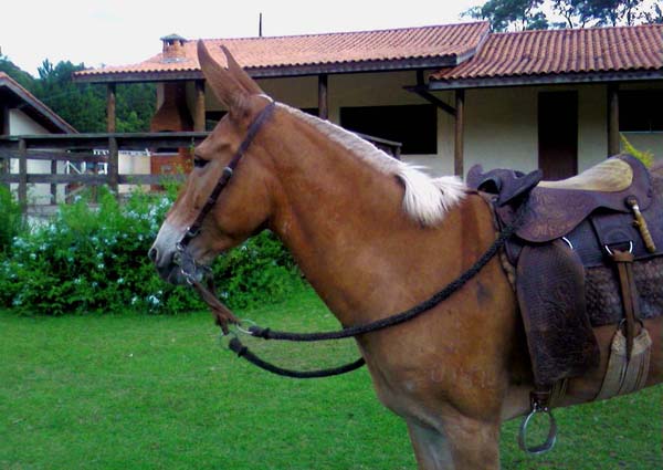 FEITICEIRA